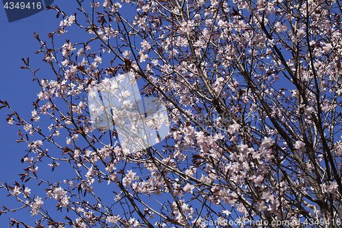 Image of Sakura in the spring