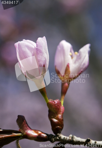 Image of Sakura flowers, close-up