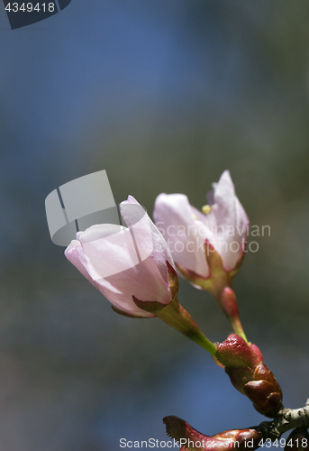 Image of Sakura flowers, close-up