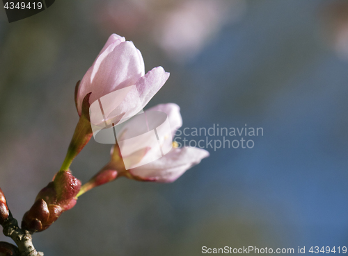 Image of Sakura flowers, close-up