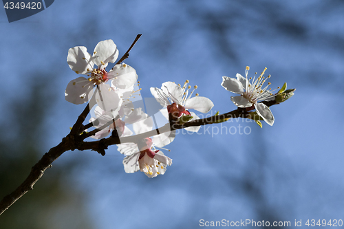 Image of Sakura flowers, close-up