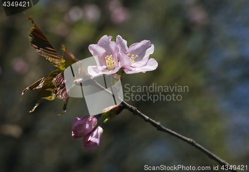 Image of Sakura flowers, close-up