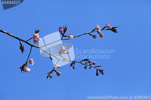 Image of Sakura flowers, close-up