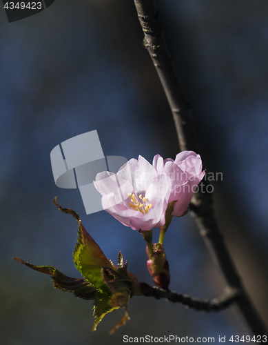 Image of Sakura flowers, close-up