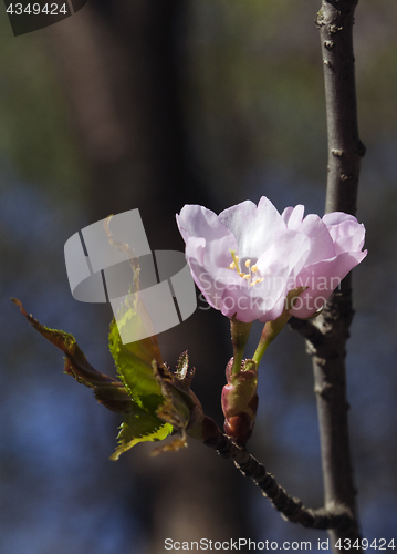 Image of Sakura flowers, close-up