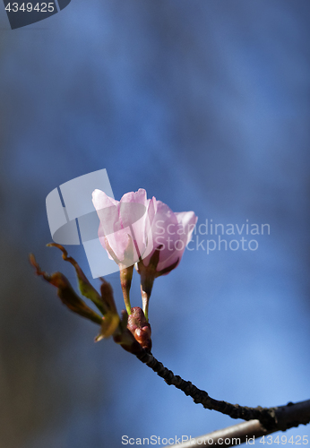 Image of Sakura flowers, close-up