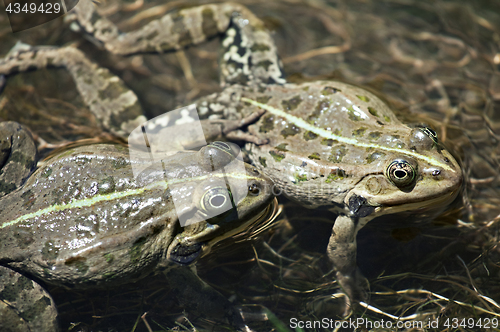 Image of Two frogs mating