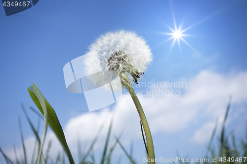 Image of a dandelion flower in front of the blue sky