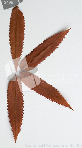 Image of K letter: alphabet and numbers with autumn brown red dry leaf on white background