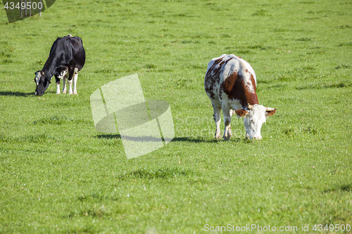Image of cow in the green grass