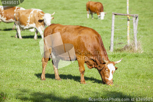 Image of cow in the green grass