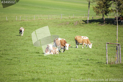 Image of cow in the green grass
