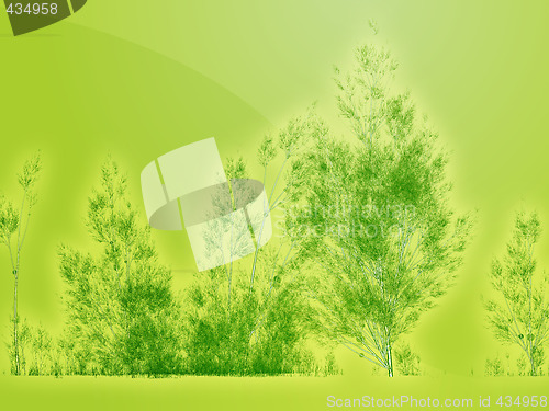 Image of Birch trees illustration