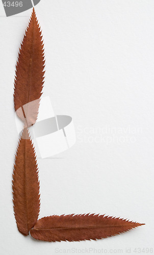 Image of L letter: alphabet and numbers with autumn brown red dry leaf on white background