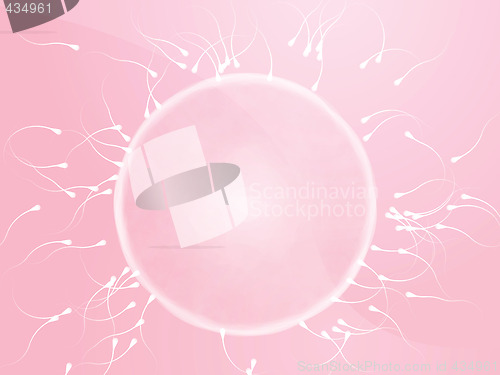 Image of Egg fertilization illustration