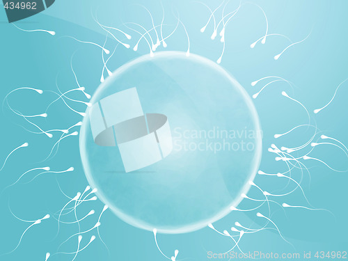 Image of Egg fertilization illustration