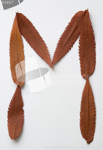 Image of M letter: alphabet and numbers with autumn brown red dry leaf on white background