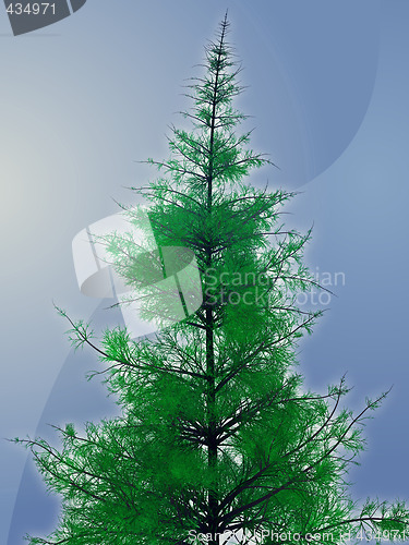 Image of Pine tree illustration