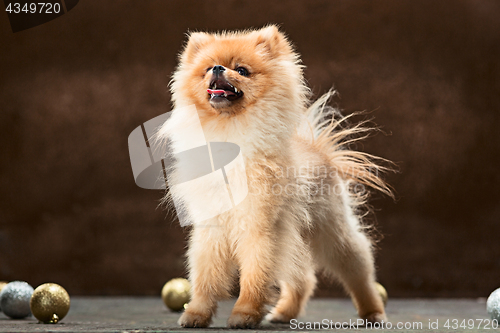 Image of Spitz-dog in studio on a neutral background