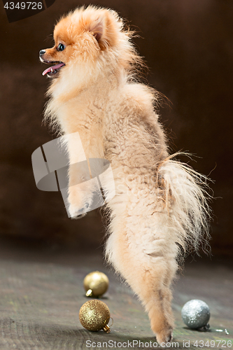 Image of Spitz-dog in studio on a neutral background