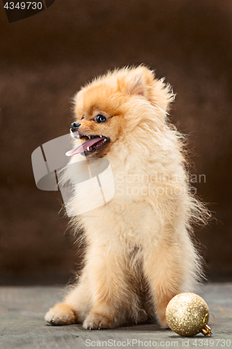 Image of Spitz-dog in studio on a neutral background