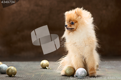 Image of Spitz-dog in studio on a neutral background