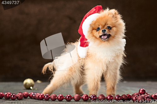 Image of Spitz-dog in studio on a neutral background