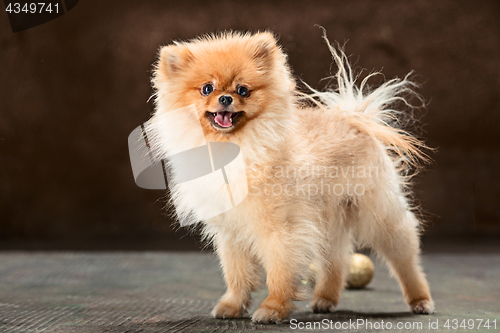 Image of Spitz-dog in studio on a neutral background