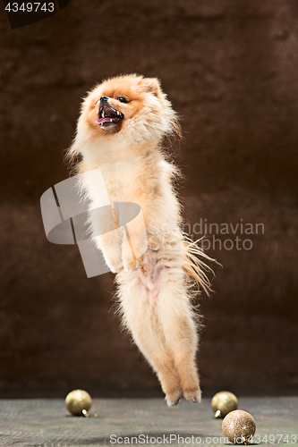 Image of Spitz-dog in studio on a neutral background