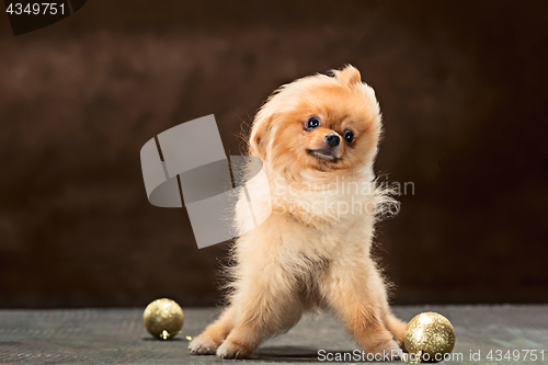 Image of Spitz-dog in studio on a neutral background