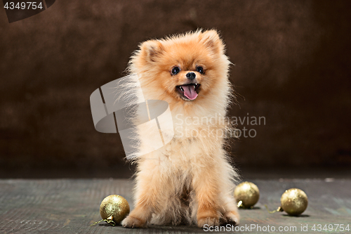 Image of Spitz-dog in studio on a neutral background