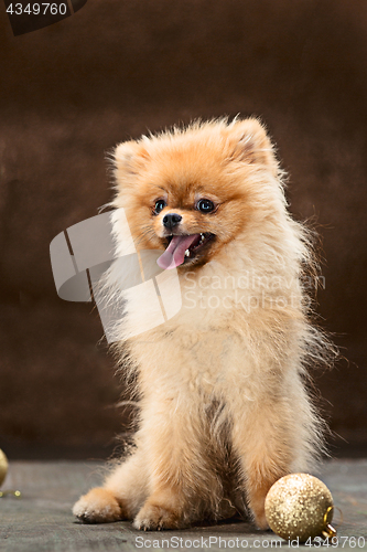 Image of Spitz-dog in studio on a neutral background