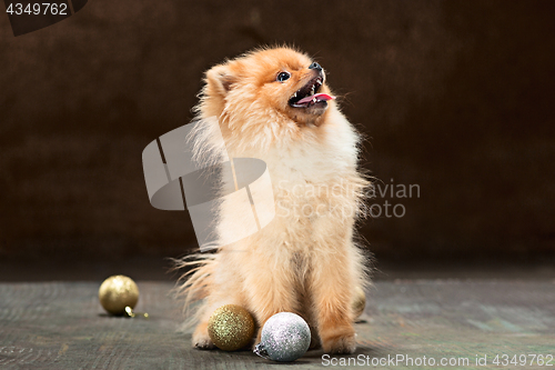 Image of Spitz-dog in studio on a neutral background