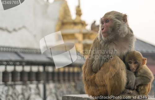 Image of Sacred monkeys in Swayabunath temple in Kathmandu