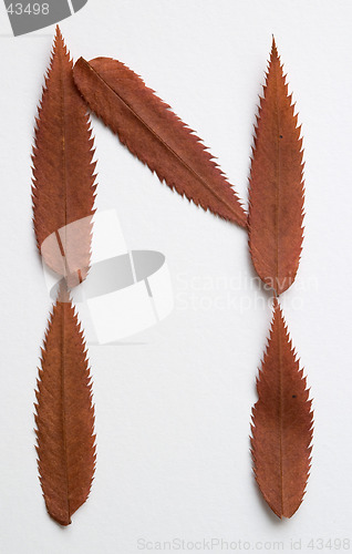 Image of N letter: alphabet and numbers with autumn brown red dry leaf on white background