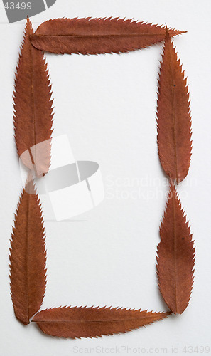 Image of O letter: alphabet and numbers with autumn brown red dry leaf on white background