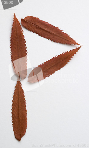 Image of P letter: alphabet and numbers with autumn brown red dry leaf on white background