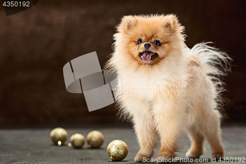 Image of Spitz-dog in studio on a neutral background