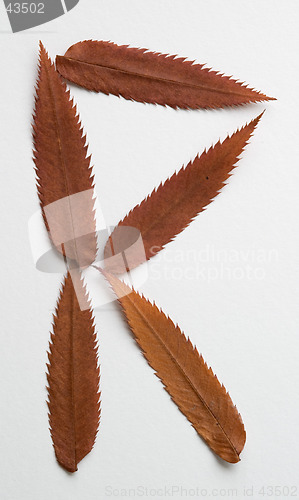 Image of R letter: alphabet and numbers with autumn brown red dry leaf on white background