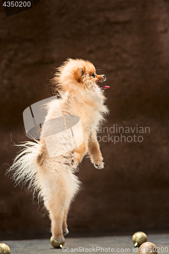 Image of Spitz-dog in studio on a neutral background