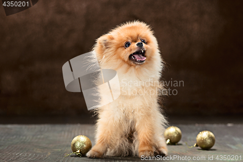 Image of Spitz-dog in studio on a neutral background