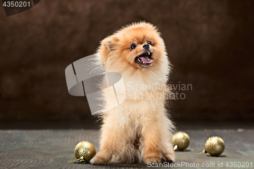 Image of Spitz-dog in studio on a neutral background