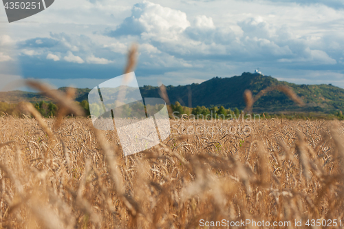 Image of wheat field on sunset