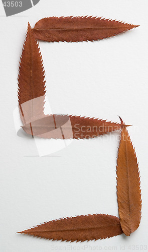 Image of S letter: alphabet and numbers with autumn brown red dry leaf on white background
