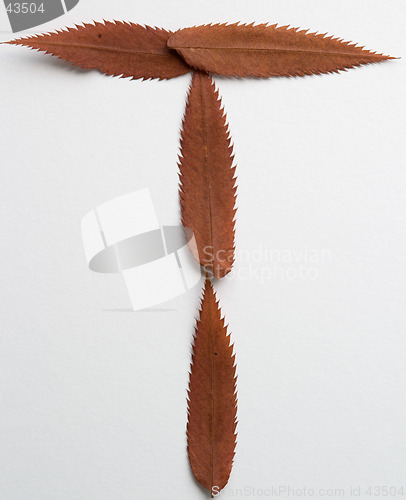 Image of T letter: alphabet and numbers with autumn brown red dry leaf on white background