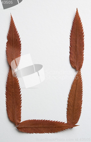 Image of U letter: alphabet and numbers with autumn brown red dry leaf on white background