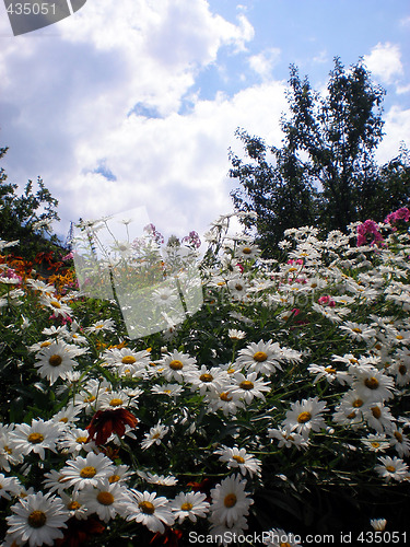 Image of Flowers