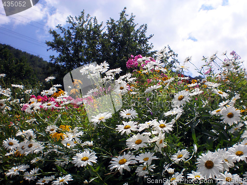 Image of Flowers