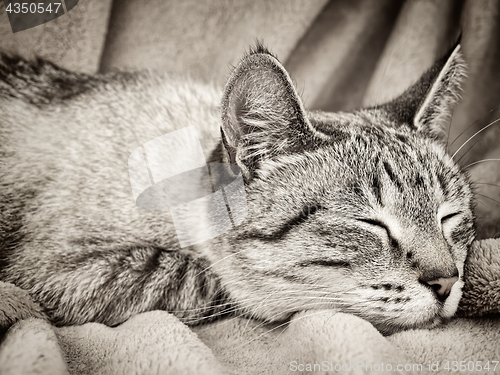 Image of Sleeping cat