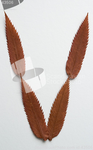 Image of V letter: alphabet and numbers with autumn brown red dry leaf on white background